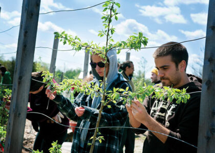 Preparing Berries At Bloomington Community Orchard